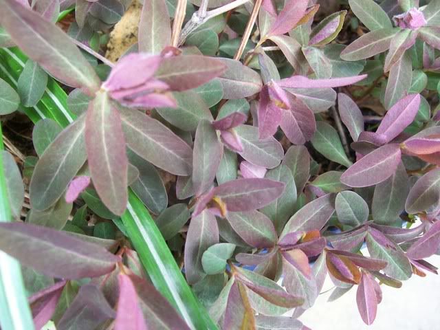 Euhphorbia purpurea
